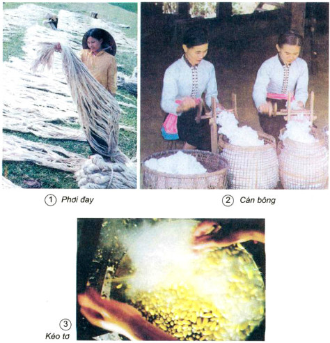 Hình thành vải cotton 