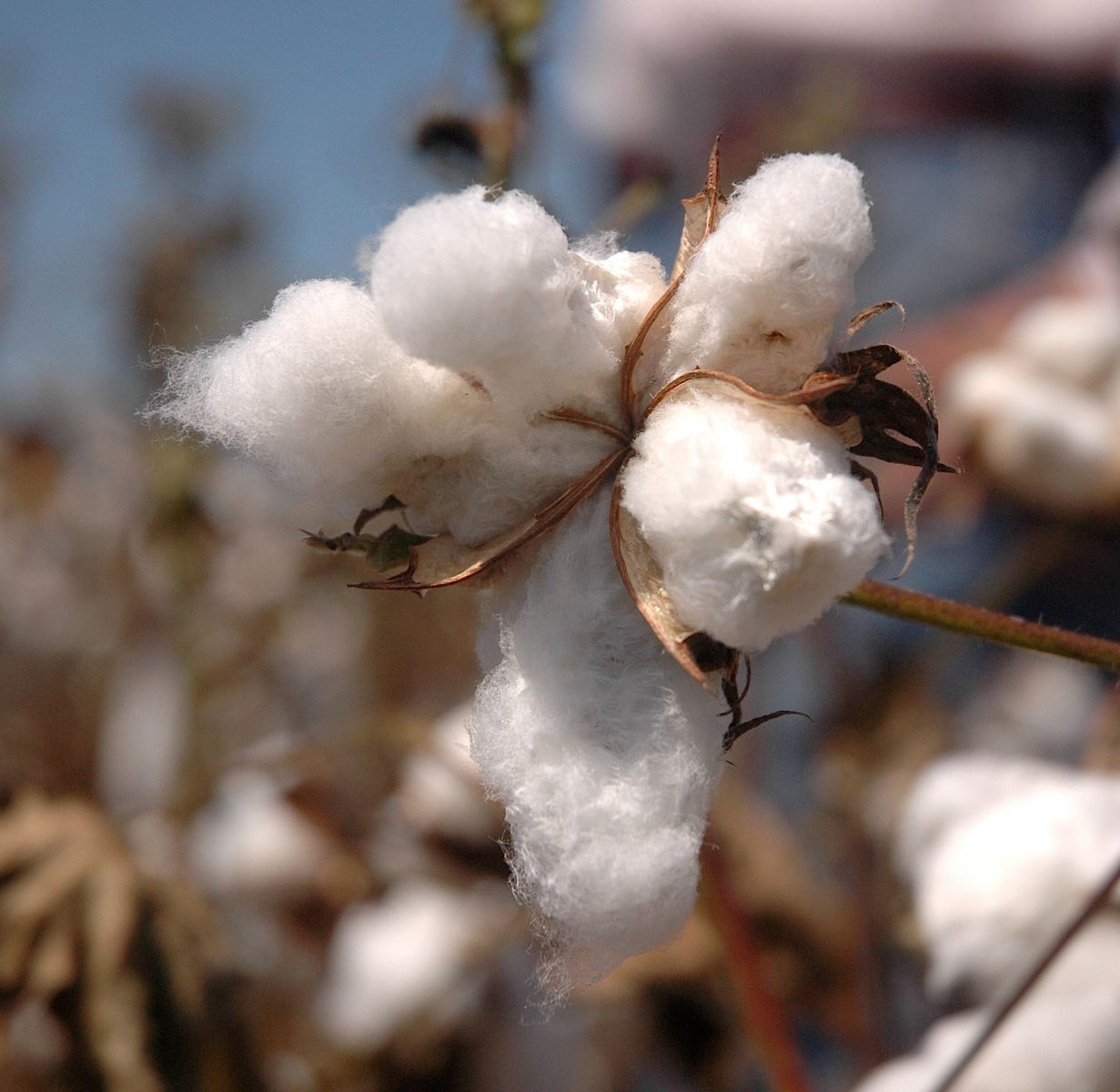 Sợi bông kéo thành vải thun cotton